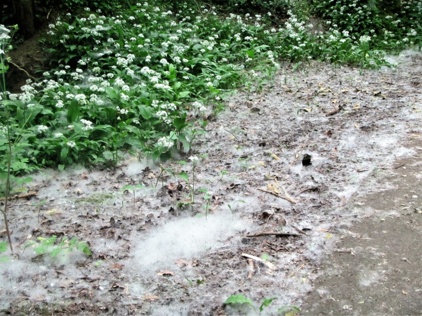 Cycle track Stroud-Dudbridge - pussy willow fluff covering ground May 2018 C Aistrop