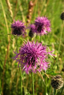 Greater Knapweed. credit: C Aistrop