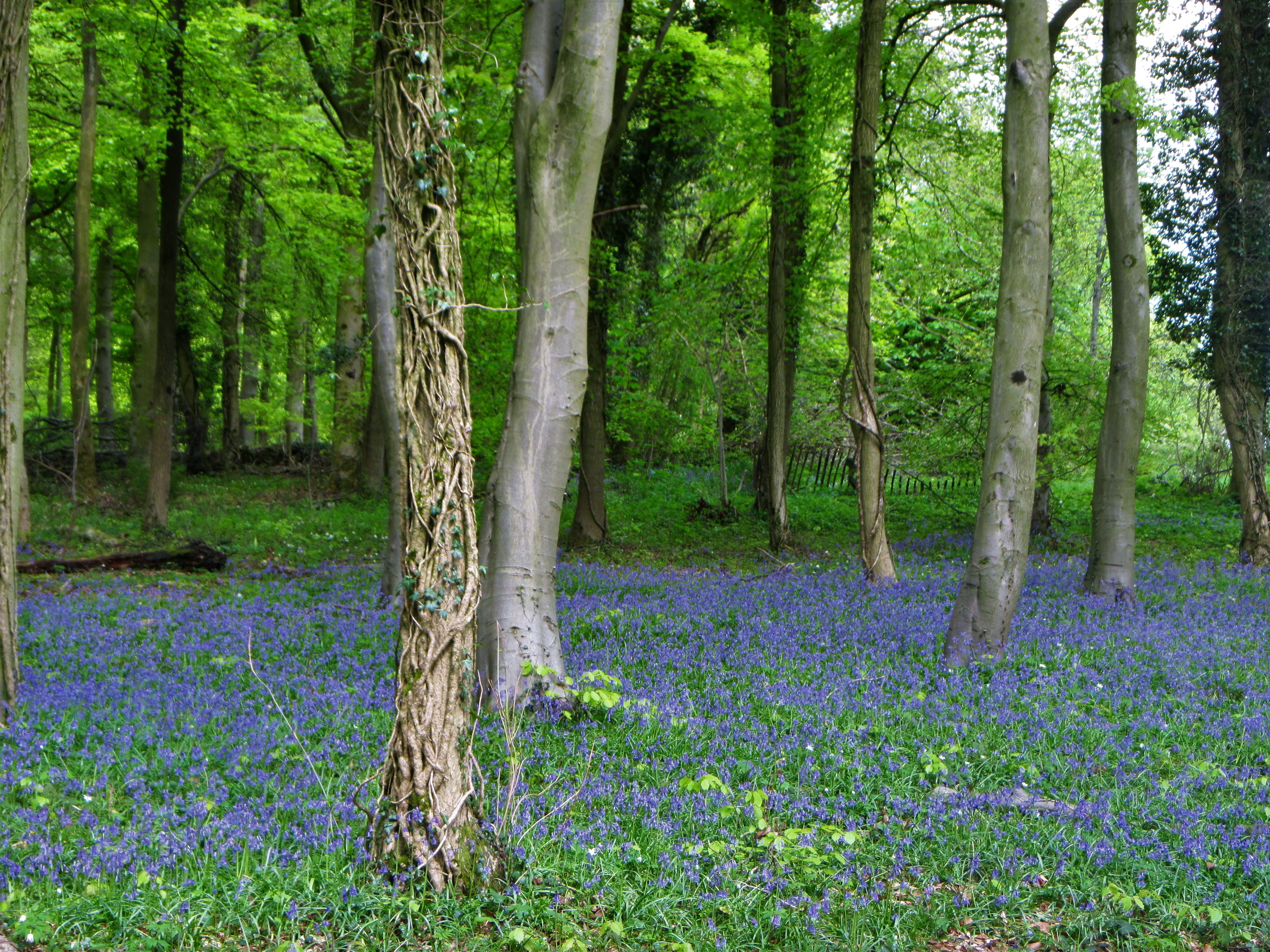 Standish wood - bluebells and lots of trees May 2018 C Aistrop