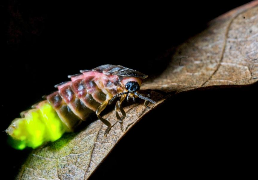 Glow-worm female - Nat Geographic